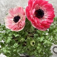 アネモネ,アネモネ　momo,ベランダガーデンの画像