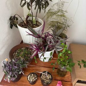 観葉植物,ハイドロカルチャー,水耕栽培の画像