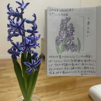 ヒヤシンス,ヒヤシンス,ヒヤシンスの球根,絵日記,水耕栽培の画像