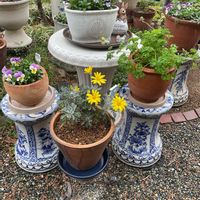 アリッサム,セダム,チューリップ,ムスカリ,ユリオプスデージーの画像