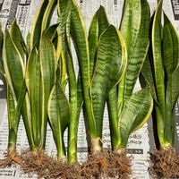 サンスベリア,サンスベリア,根腐れ,スマホ撮影加工なし,花の15年組の画像