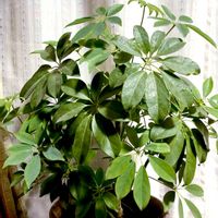 カポック(シェフレラ),カポック(シェフレラ),カット,お気に入り♡,100均観葉植物の画像