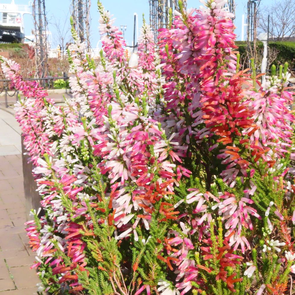 Atomさんの山下公園への投稿