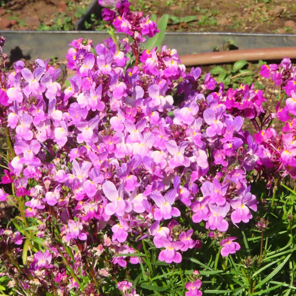 Atomさんの山下公園への投稿