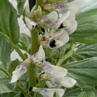 ソラマメの画像