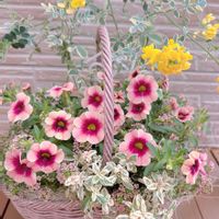 カリブラコア,金魚草,コロニラ バレンティナ バリエガーター,大好きなお花,ありがとう♡の画像