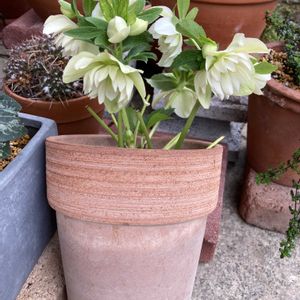 クリスマスローズ,軒下,花のある暮らし,玄関アプローチの画像