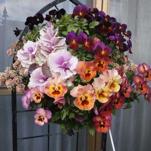 アリッサム,葉牡丹,虹色スミレ,宿根ネメシア,よく咲くスミレの画像