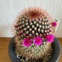 サボテン,サボテン マミラリア,はなもも,はなもも,お雛様.の画像