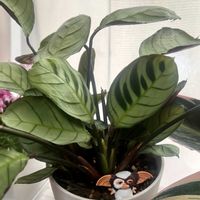 クテナンテ アマグリス,クテナンテ アマグリス,観葉植物,葉っぱ隊の画像