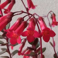 カランコエ　ミラベラ,月兎耳(つきとじ),手作り,雛祭り,自作リメ缶の画像