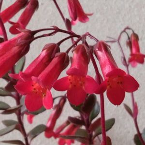 カランコエ　ミラベラ,月兎耳(つきとじ),手作り,雛祭り,自作リメ缶の画像