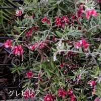 グレビレア,サザンカ,ボケ,ライスフラワー,紅乙女椿の画像