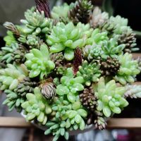 ブラックベリー,チョコレートボール,ミルキーウェイ,ベッラ デ インベルノ,花団錦の画像