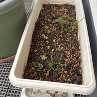 ドクダミ,ドクダミ,プランター,ペニシリンよりも強い耐菌力,ベランダの画像