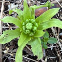ネモフィラ,リュウキンカ,カレンジュラ,ふきのとうの画像