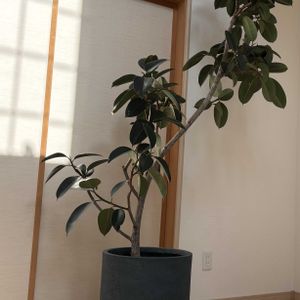 フィカス バーガンディー,鉢植え,鉢カバー,リビング・ダイニングの画像