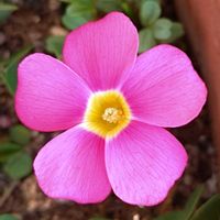 サボテン,多肉植物,ベランダガーデン,癒し,真っ赤な火曜日の画像