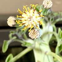 七宝樹,多肉植物,花のある暮らし,緑のある暮らし,iPhone撮影の画像