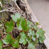 ダイモンジソウの画像