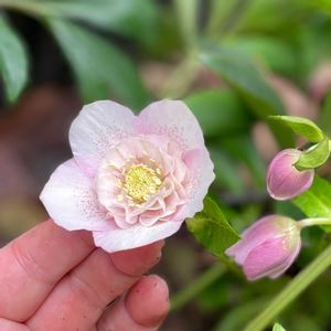 クリスマスローズ,ナチュラルガーデン,ジャンクガーデン,シェードガーデン,ナチュラルスタイルの画像