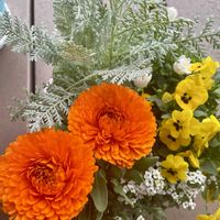 マーガレット,スイートアリッサム ,ビオラ,金盞花（きんせんか）,シルバレースの画像