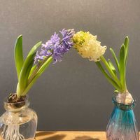 ヒヤシンス,八重咲き　アネモネ,ヒヤシンス・シティオブハーレム,ヒヤシンス　デルフトブルー,水耕栽培の画像