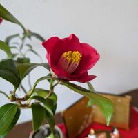 ツバキ,ボケ 黒潮,ジンチョウゲ(沈丁花),盆栽,雛祭りの画像