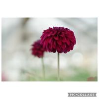 ダリア,元気をありがとう٩( ᐛ )و,優しい空間にキュートな花,美しい,キュートの画像