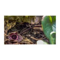 カンアオイ,ユキグニカンアオイ,常緑多年草,ウマノスズクサ科,ピンク色の画像