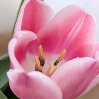 アルストロメリア,チューリップ,チューリップ,マトリカリア,切り花の画像