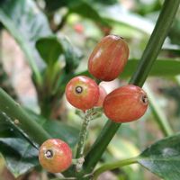 アオキ,赤く色付いた実,地植え,我が家の庭,春の訪れの画像