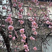 しだれ梅,庭の画像