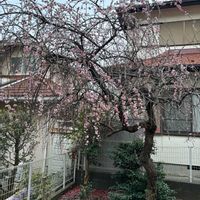 しだれ梅,しだれ梅,庭の画像