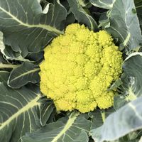 ロマネスコ,芽キャベツ, ケール,あま〜いニンジン　紅かおりの画像