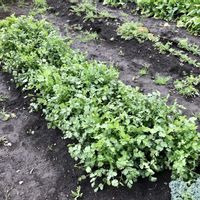 ワイルドストロベリー,パクチー,スイスチャード,ソラマメの画像