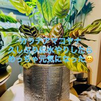 モンステラ,カラテア,カラテア マコヤナ,森林浴,熱帯植物の画像