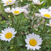 ノースポール,種まきっ子,庭の画像