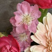 カーネーション,ガーベラ,フリージア,モモ,モモの画像