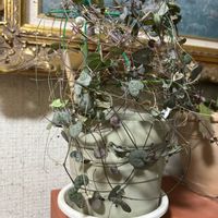 ハートカズラ,玄関内側の画像