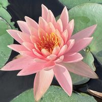 熱帯スイレンの画像