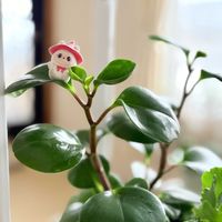 ペペロミア,セローム,へデラ,ラブブ,観葉植物の画像