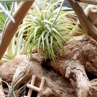 エアプランツ,100均,エアープランツ/チランジア,LEDライト, イオナンタの画像