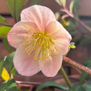 クリスマスローズ,クリスマスローズ,レンガの画像