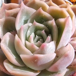 オウンスロー,紅葉する多肉,オウンスロー　たなばたの画像