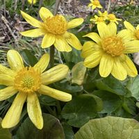 リュウキンカの画像