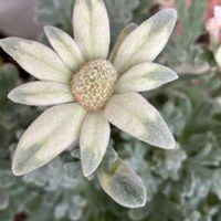 フランネルフラワー,ベランダガーデニング,大好きな花の画像