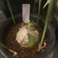 蒼角殿（そうかくでん）,観葉植物,おうち園芸,元気に育ててますよ,和室の画像