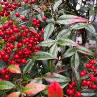 ナンテン,マンリョウ,赤い実が可愛い,雨に輝く,#お庭と暮らすの画像