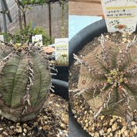 E.obesa×E.obesa01,E.'chikuchiku',多肉植物,ユーフォルビア,花のある暮らしの画像